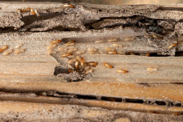 Best Pest Control for Restaurants  in Union Springs, AL
